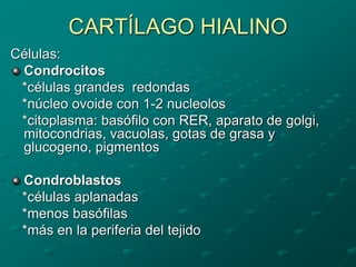 CARTÍLAGO HIALINO
Células:
Condrocitos
*células grandes redondas
*núcleo ovoide con 1-2 nucleolos
*citoplasma: basófilo con RER, aparato de golgi,
mitocondrias, vacuolas, gotas de grasa y
glucogeno, pigmentos
Condroblastos
*células aplanadas
*menos basófilas
*más en la periferia del tejido
 