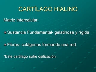 CARTÍLAGO HIALINO
Matriz Intercelular:
Sustancia Fundamental- gelatinosa y rígida
Fibras- colágenas formando una red
*Este cartílago sufre osificación
 