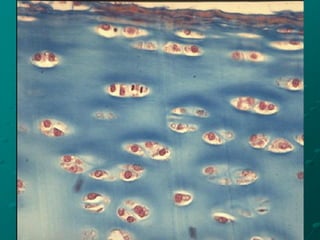 CARTILAGO HIALINO CON
TRICROM- MALLORY
 