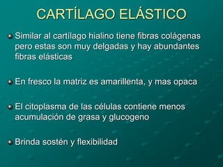 CARTÍLAGO ELÁSTICO
Similar al cartílago hialino tiene fibras colágenas
pero estas son muy delgadas y hay abundantes
fibras elásticas
En fresco la matriz es amarillenta, y mas opaca
El citoplasma de las células contiene menos
acumulación de grasa y glucogeno
Brinda sostén y flexibilidad
 