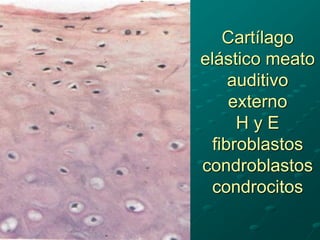 Cartílago
elástico meato
auditivo
externo
H y E
fibroblastos
condroblastos
condrocitos
 