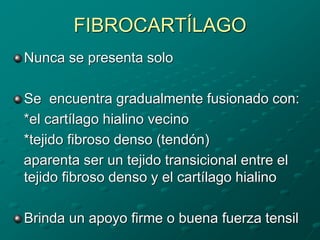 FIBROCARTÍLAGO
Nunca se presenta solo
Se encuentra gradualmente fusionado con:
*el cartílago hialino vecino
*tejido fibroso denso (tendón)
aparenta ser un tejido transicional entre el
tejido fibroso denso y el cartílago hialino
Brinda un apoyo firme o buena fuerza tensil
 