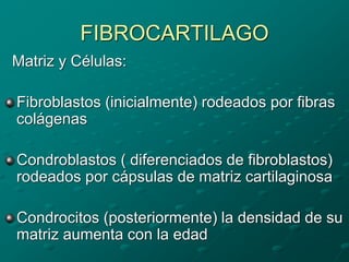 FIBROCARTILAGO
Matriz y Células:
Fibroblastos (inicialmente) rodeados por fibras
colágenas
Condroblastos ( diferenciados de fibroblastos)
rodeados por cápsulas de matriz cartilaginosa
Condrocitos (posteriormente) la densidad de su
matriz aumenta con la edad
 