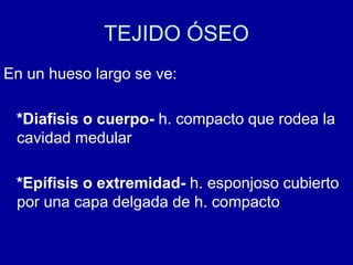 TEJIDO ÓSEO
En un hueso largo se ve:
*Diafisis o cuerpo- h. compacto que rodea la
cavidad medular
*Epífisis o extremidad- h. esponjoso cubierto
por una capa delgada de h. compacto
 