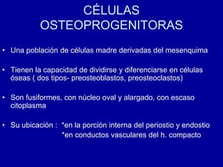 CÉLULAS
OSTEOPROGENITORAS
• Una población de células madre derivadas del mesenquima
• Tienen la capacidad de dividirse y diferenciarse en células
óseas ( dos tipos- preosteoblastos, preosteoclastos)
• Son fusiformes, con núcleo oval y alargado, con escaso
citoplasma
• Su ubicación : *en la porción interna del periostio y endostio
*en conductos vasculares del h. compacto
 