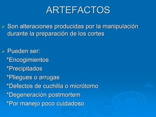 ARTEFACTOS
➢ Son alteraciones producidas por la manipulación
durante la preparación de los cortes
➢ Pueden ser:
*Encogimientos
*Precipitados
*Pliegues o arrugas
*Defectos de cuchilla o micrótomo
*Degeneración postmortem
*Por manejo poco cuidadoso
 