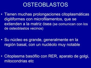 OSTEOBLASTOS
• Tienen muchas prolongaciones citoplasmáticas
digitiformes con microfilamentos, que se
extienden a la matriz ósea (se comunican con los
de osteoblastos vecinos)
• Su núcleo es grande, generalmente en la
región basal, con un nucléolo muy notable
• Citoplasma basófilo con RER, aparato de golgi,
mitocondrias etc
 