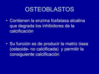OSTEOBLASTOS
• Contienen la enzima fosfatasa alcalina
que degrada los inhibidores de la
calcificación
• Su función es de producir la matriz ósea
(osteoide- no calcificada) y permitir la
consiguiente calcificación
 