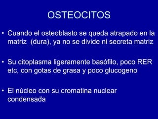 OSTEOCITOS
• Cuando el osteoblasto se queda atrapado en la
matriz (dura), ya no se divide ni secreta matriz
• Su citoplasma ligeramente basófilo, poco RER
etc, con gotas de grasa y poco glucogeno
• El núcleo con su cromatina nuclear
condensada
 