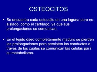 OSTEOCITOS
• Se encuentra cada osteocito en una laguna pero no
aislado, como el cartílago, ya que sus
prolongaciones se comunican.
• En el tejido óseo completamente maduro se pierden
las prolongaciones pero persisten los conductos a
través de los cuales se comunican las células para
su metabolismo.
 