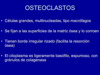 OSTEOCLASTOS
• Células grandes, multinucleadas, tipo macrófagos
• Se fijan a las superficies de la matriz ósea y lo corroen
• Tienen borde irregular rizado (facilita la resorción
ósea)
• El citoplasma es ligeramente basófilo, espumoso, con
gránulos de colagenasa
 