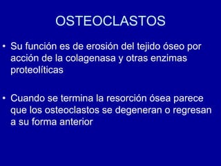 OSTEOCLASTOS
• Su función es de erosión del tejido óseo por
acción de la colagenasa y otras enzimas
proteolíticas
• Cuando se termina la resorción ósea parece
que los osteoclastos se degeneran o regresan
a su forma anterior
 