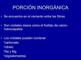 PORCIÓN INORGÁNICA
• Se encuentra en el cemento entre las fibras
• Son cristales óseos como el fosfato de calcio-
hidroxiapatita
• Los cristales pueden contener
*carbonato
*citrato
*Na y Mg
*oligoelementos
 