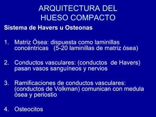 ARQUITECTURA DEL
HUESO COMPACTO
Sistema de Havers u Osteonas
1. Matriz Ósea: dispuesta como laminillas
concéntricas (5-20 laminillas de matriz ósea)
2. Conductos vasculares: (conductos de Havers)
pasan vasos sanguíneos y nervios
3. Ramificaciones de conductos vasculares:
(conductos de Volkman) comunican con medula
ósea y periostio
4. Osteocitos
 