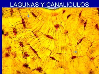 LAGUNAS Y CANALICULOS
 