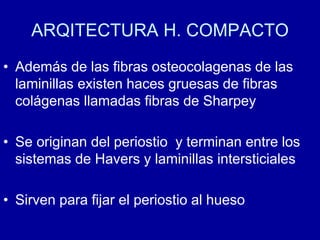 ARQITECTURA H. COMPACTO
• Además de las fibras osteocolagenas de las
laminillas existen haces gruesas de fibras
colágenas llamadas fibras de Sharpey
• Se originan del periostio y terminan entre los
sistemas de Havers y laminillas intersticiales
• Sirven para fijar el periostio al hueso
 