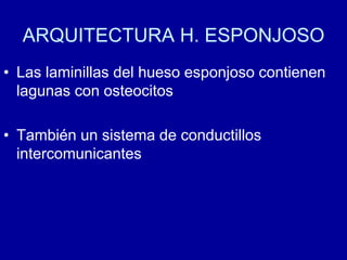 ARQUITECTURA H. ESPONJOSO
• Las laminillas del hueso esponjoso contienen
lagunas con osteocitos
• También un sistema de conductillos
intercomunicantes
 
