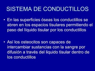 SISTEMA DE CONDUCTILLOS
• En las superficies óseas los conductillos se
abren en los espacios tisulares permitiendo el
paso del líquido tisular por los conductillos
• Así los osteocitos son capaces de
intercambiar sustancias con la sangre por
difusión a través del liquido tisular dentro de
los conductillos
 