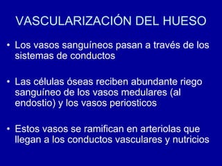 VASCULARIZACIÓN DEL HUESO
• Los vasos sanguíneos pasan a través de los
sistemas de conductos
• Las células óseas reciben abundante riego
sanguíneo de los vasos medulares (al
endostio) y los vasos periosticos
• Estos vasos se ramifican en arteriolas que
llegan a los conductos vasculares y nutricios
 