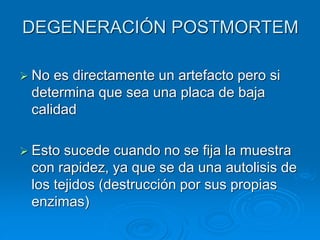 DEGENERACIÓN POSTMORTEM
➢ No es directamente un artefacto pero si
determina que sea una placa de baja
calidad
➢ Esto sucede cuando no se fija la muestra
con rapidez, ya que se da una autolisis de
los tejidos (destrucción por sus propias
enzimas)
 