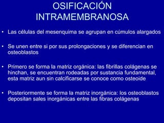 OSIFICACIÓN
INTRAMEMBRANOSA
• Las células del mesenquima se agrupan en cúmulos alargados
• Se unen entre si por sus prolongaciones y se diferencian en
osteoblastos
• Primero se forma la matriz orgánica: las fibrillas colágenas se
hinchan, se encuentran rodeadas por sustancia fundamental,
esta matriz aun sin calcificarse se conoce como osteoide
• Posteriormente se forma la matriz inorgánica: los osteoblastos
depositan sales inorgánicas entre las fibras colágenas
 