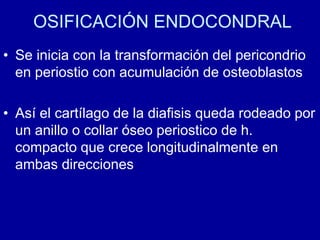 OSIFICACIÓN ENDOCONDRAL
• Se inicia con la transformación del pericondrio
en periostio con acumulación de osteoblastos
• Así el cartílago de la diafisis queda rodeado por
un anillo o collar óseo periostico de h.
compacto que crece longitudinalmente en
ambas direcciones
 