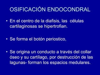 OSIFICACIÓN ENDOCONDRAL
• En el centro de la diafisis, las células
cartilaginosas se hipertrofian.
• Se forma el botón periostico,
• Se origina un conducto a través del collar
óseo y su cartílago, por destrucción de las
lagunas- forman los espacios medulares.
 