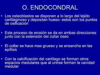 O. ENDOCONDRAL
• Los osteoblastos se disponen a lo largo del tejido
cartilaginoso y depositan hueso- estos son los puntos
de osificación
• Este proceso de erosión se da en ambas direcciones
junto con la extensión del collar óseo
• El collar se hace mas grueso y se ensancha en las
epífisis
• Con la calcificación del cartílago se forman otros
espacios medulares que al unirse forman la cavidad
medular
 