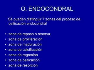 O. ENDOCONDRAL
Se pueden distinguir 7 zonas del proceso de
osificación endocondral
• zona de reposo o reserva
• zona de proliferación
• zona de maduración
• zona de calcificación
• zona de regresión
• zona de osificación
• zona de resorción
 