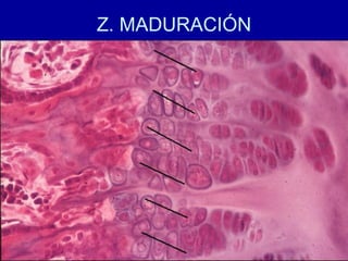 Z. MADURACIÓN
 