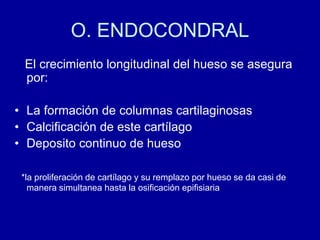 O. ENDOCONDRAL
El crecimiento longitudinal del hueso se asegura
por:
• La formación de columnas cartilaginosas
• Calcificación de este cartílago
• Deposito continuo de hueso
*la proliferación de cartílago y su remplazo por hueso se da casi de
manera simultanea hasta la osificación epifisiaria
 