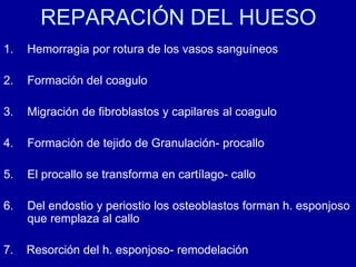 REPARACIÓN DEL HUESO
1. Hemorragia por rotura de los vasos sanguíneos
2. Formación del coagulo
3. Migración de fibroblastos y capilares al coagulo
4. Formación de tejido de Granulación- procallo
5. El procallo se transforma en cartílago- callo
6. Del endostio y periostio los osteoblastos forman h. esponjoso
que remplaza al callo
7. Resorción del h. esponjoso- remodelación
 