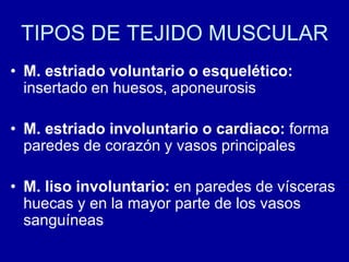 TIPOS DE TEJIDO MUSCULAR
• M. estriado voluntario o esquelético:
insertado en huesos, aponeurosis
• M. estriado involuntario o cardiaco: forma
paredes de corazón y vasos principales
• M. liso involuntario: en paredes de vísceras
huecas y en la mayor parte de los vasos
sanguíneas
 