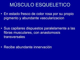 MÚSCULO ESQUELETICO
• En estado fresco de color rosa por su propio
pigmento y abundante vascularizacion
• Sus capilares dispuestos paralelamente a las
fibras musculares, con anastomosis
transversales
• Recibe abundante innervación
 