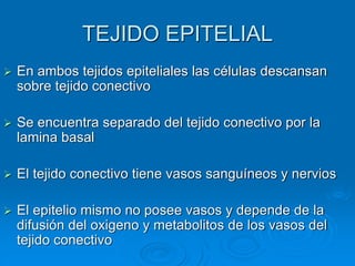 TEJIDO EPITELIAL
➢ En ambos tejidos epiteliales las células descansan
sobre tejido conectivo
➢ Se encuentra separado del tejido conectivo por la
lamina basal
➢ El tejido conectivo tiene vasos sanguíneos y nervios
➢ El epitelio mismo no posee vasos y depende de la
difusión del oxigeno y metabolitos de los vasos del
tejido conectivo
 