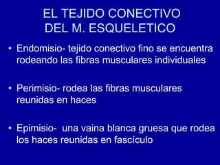 EL TEJIDO CONECTIVO
DEL M. ESQUELETICO
• Endomisio- tejido conectivo fino se encuentra
rodeando las fibras musculares individuales
• Perimisio- rodea las fibras musculares
reunidas en haces
• Epimisio- una vaina blanca gruesa que rodea
los haces reunidas en fascículo
 
