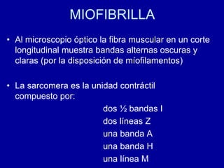 MIOFIBRILLA
• Al microscopio óptico la fibra muscular en un corte
longitudinal muestra bandas alternas oscuras y
claras (por la disposición de míofilamentos)
• La sarcomera es la unidad contráctil
compuesto por:
dos ½ bandas I
dos líneas Z
una banda A
una banda H
una línea M
 