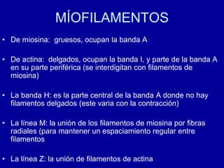 MÍOFILAMENTOS
• De miosina: gruesos, ocupan la banda A
• De actina: delgados, ocupan la banda I, y parte de la banda A
en su parte periférica (se interdigitan con filamentos de
miosina)
• La banda H: es la parte central de la banda A donde no hay
filamentos delgados (este varia con la contracción)
• La línea M: la unión de los filamentos de miosina por fibras
radiales (para mantener un espaciamiento regular entre
filamentos
• La línea Z: la unión de filamentos de actina
 