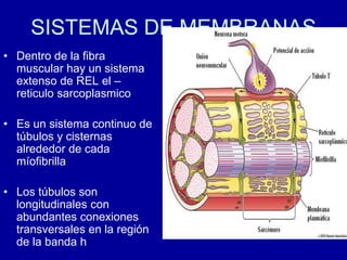 SISTEMAS DE MEMBRANAS
• Dentro de la fibra
muscular hay un sistema
extenso de REL el –
reticulo sarcoplasmico
• Es un sistema continuo de
túbulos y cisternas
alrededor de cada
míofibrilla
• Los túbulos son
longitudinales con
abundantes conexiones
transversales en la región
de la banda h
 