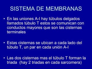 SISTEMA DE MEMBRANAS
• En las uniones A-I hay túbulos delgados
llamados túbulo T estos se comunican con
conductos mayores que son las cisternas
terminales
• Estas cisternas se ubican a cada lado del
túbulo T, un par en cada unión A-I
• Las dos cisternas mas el túbulo T forman la
triada (hay 2 triadas en cada sarcomera)
 
