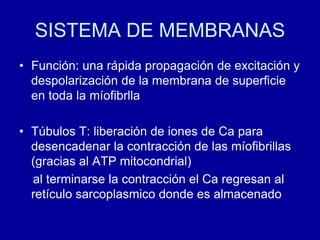 SISTEMA DE MEMBRANAS
• Función: una rápida propagación de excitación y
despolarización de la membrana de superficie
en toda la míofibrlla
• Túbulos T: liberación de iones de Ca para
desencadenar la contracción de las míofibrillas
(gracias al ATP mitocondrial)
al terminarse la contracción el Ca regresan al
retículo sarcoplasmico donde es almacenado
 
