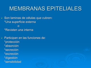 MEMBRANAS EPITELIALES
➢ Son laminas de células que cubren:
*Una superficie externa
o
*Revisten una interna
➢ Participan en las funciones de:
*protección
*absorción
*secreción
*excreción
*digestión
*sensibilidad
 