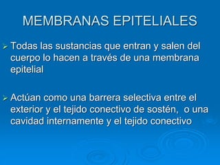 MEMBRANAS EPITELIALES
➢ Todas las sustancias que entran y salen del
cuerpo lo hacen a través de una membrana
epitelial
➢ Actúan como una barrera selectiva entre el
exterior y el tejido conectivo de sostén, o una
cavidad internamente y el tejido conectivo
 