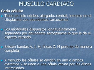 MUSCULO CARDIACO
Cada célula:
◼ Tiene un solo núcleo, alargado, central, inmerso en el
citoplasma con abundantes sarcosomas
◼ Los míofibrillas dispuestos longitudinalmente
separados por abundante sarcoplasma lo que le da el
aspecto estriado
◼ Existen bandas A, I, H, líneas Z, M pero no de manera
completa
◼ A menudo las células se dividen en uno o ambos
extremos y se unen a una célula vecina por los discos
intercalados.
 