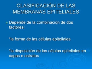 CLASIFICACIÓN DE LAS
MEMBRANAS EPITELIALES
➢ Depende de la combinación de dos
factores:
*la forma de las células epiteliales
*la disposición de las células epiteliales en
capas o estratos
 