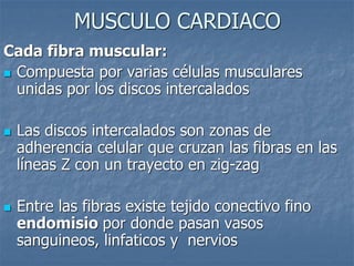 MUSCULO CARDIACO
Cada fibra muscular:
◼ Compuesta por varias células musculares
unidas por los discos intercalados
◼ Las discos intercalados son zonas de
adherencia celular que cruzan las fibras en las
líneas Z con un trayecto en zig-zag
◼ Entre las fibras existe tejido conectivo fino
endomisio por donde pasan vasos
sanguineos, linfaticos y nervios
 