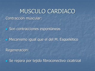 MUSCULO CARDIACO
Contracción muscular:
◼ Son contracciones espontáneas
◼ Mecanismo igual que el del M. Esquelético
Regeneracion:
◼ Se repara por tejido fibroconectivo cicatrizal
 