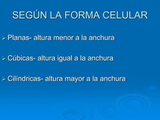 SEGÚN LA FORMA CELULAR
➢ Planas- altura menor a la anchura
➢ Cúbicas- altura igual a la anchura
➢ Cilíndricas- altura mayor a la anchura
 