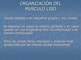 ORGANIZACIÓN DEL
MUSCULO LISO
◼ Células aisladas o en pequeños grupos y muy unidas
◼ Se disponen en capas de manera paralelas y en capas
(puede ser una longitudinal otra circunferencial) o de
manera entrelazadas
◼ Entre las células fibras reticulares y elásticas finas
(producidas por las mismas células musculares)
 