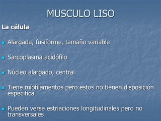MUSCULO LISO
La célula
◼ Alargada, fusiforme, tamaño variable
◼ Sarcoplasma acidófilo
◼ Núcleo alargado, central
◼ Tiene míofilamentos pero estos no tienen disposición
especifica
◼ Pueden verse estriaciones longitudinales pero no
transversales
 